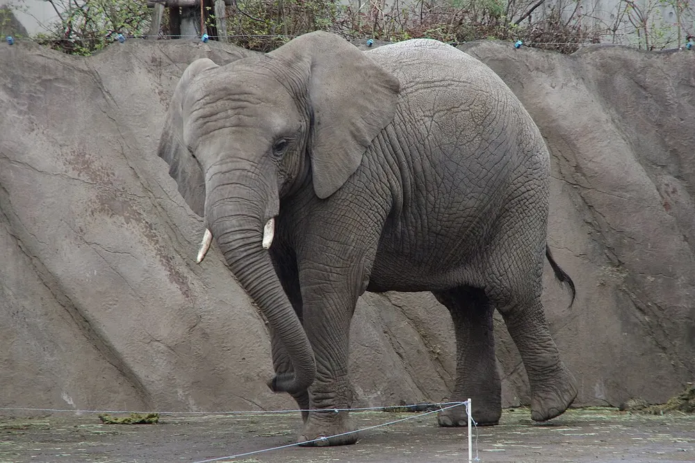 盛岡市動物公園ZOOMO