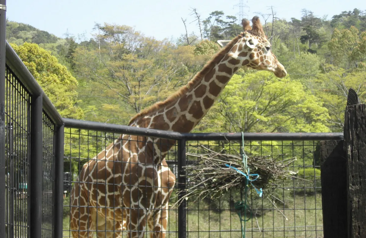 広島市安佐動物公園