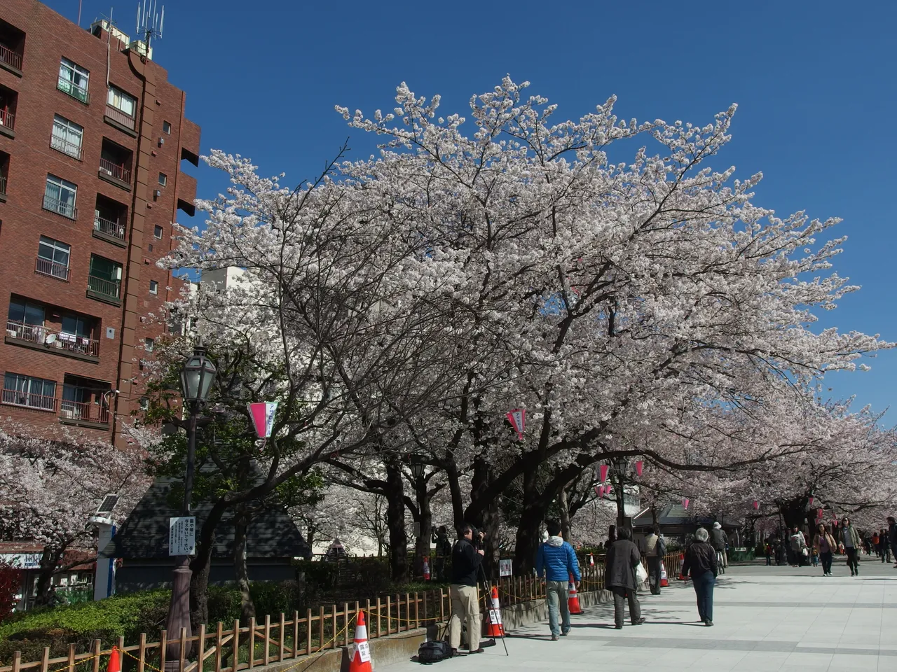 台東区立隅田公園(台東区側)